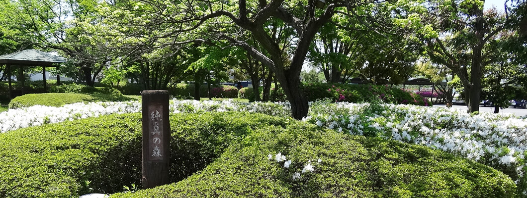 純真の森