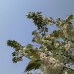 緑の八重桜