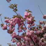 桃色の八重桜